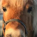 La Maison D Ines And Ugolin & 4*