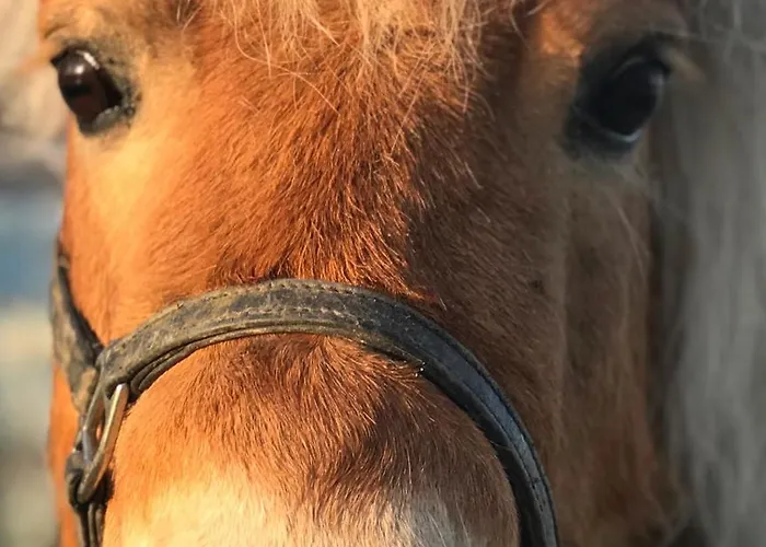 La Maison D Ines And Ugolin & 4*